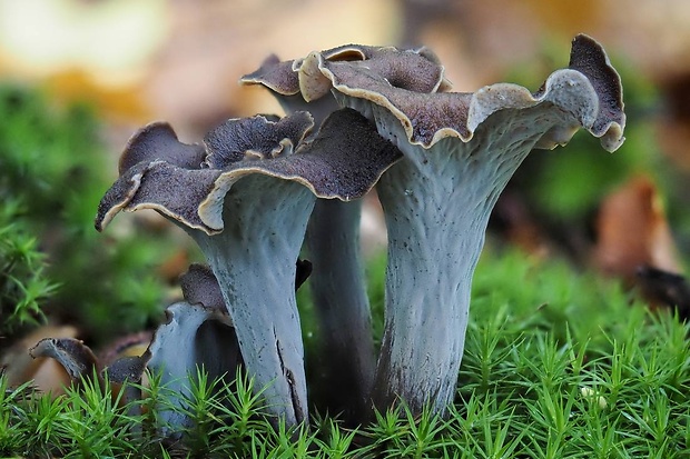 lievik trúbkovitý Craterellus cornucopioides (L.) Pers.