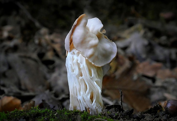 chriapač kučeravý Helvella crispa (Scop.) Fr.