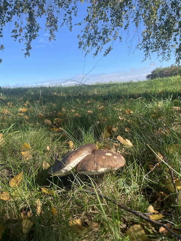 kozák brezový Leccinum scabrum (Bull.) Gray