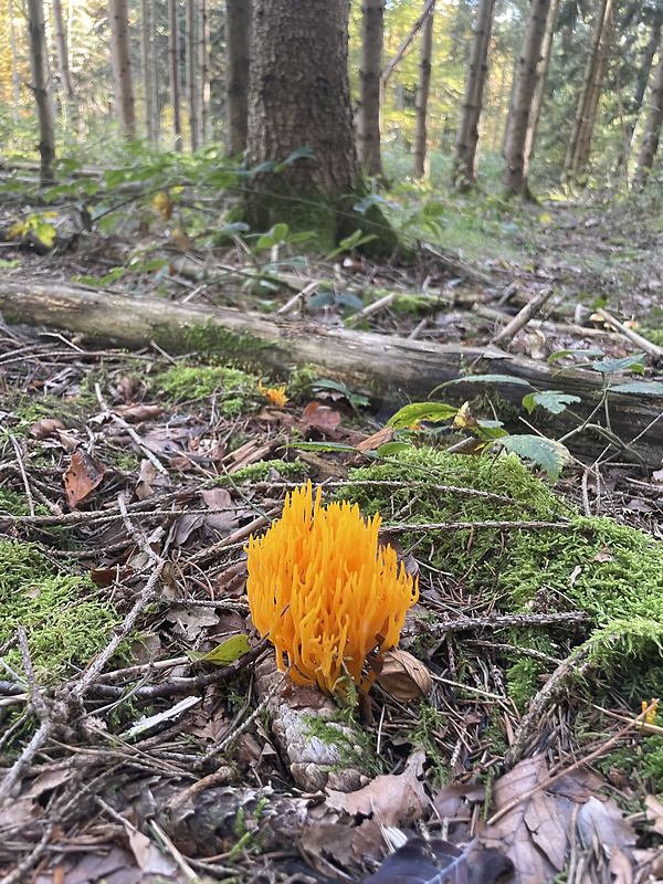 strapačka zlatožltá Ramaria aurea (Schaeff.) Quél.