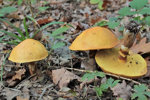 masliak smrekovcový Suillus grevillei (Klotzsch) Singer