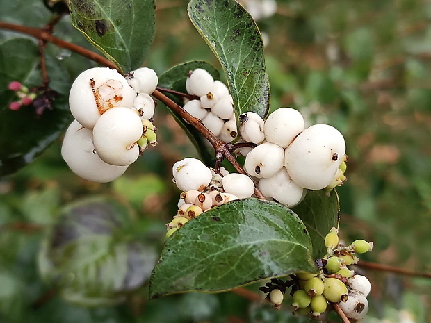 imelovník biely Symphoricarpos albus (L.) S. F. Blake