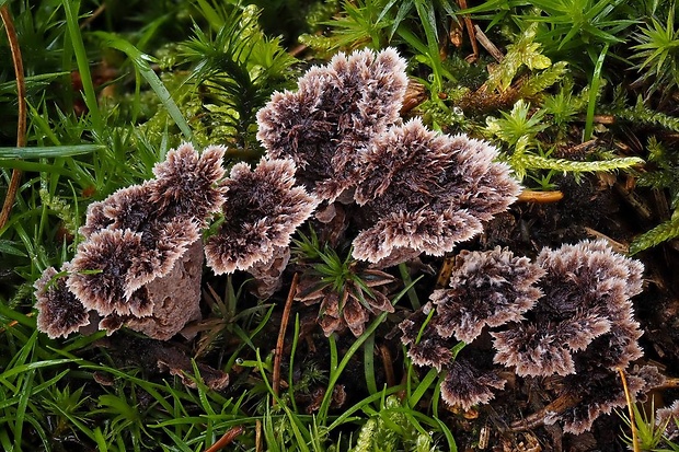 plesňovka zemná Thelephora terrestris Ehrh.