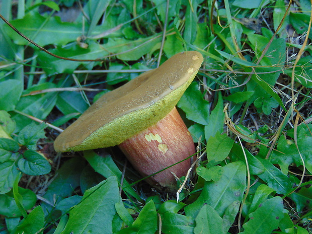 suchohríb Xerocomus sp.