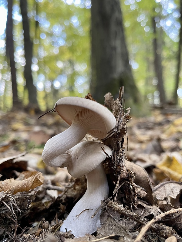 strmuľka inovaťová Clitocybe nebularis (Batsch) P. Kumm.