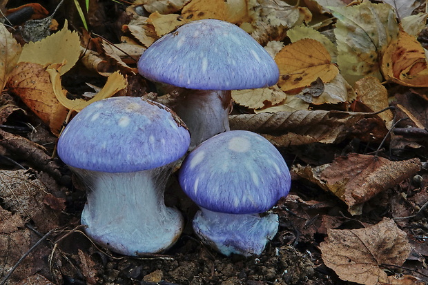 pavučinovec Cortinarius sp.