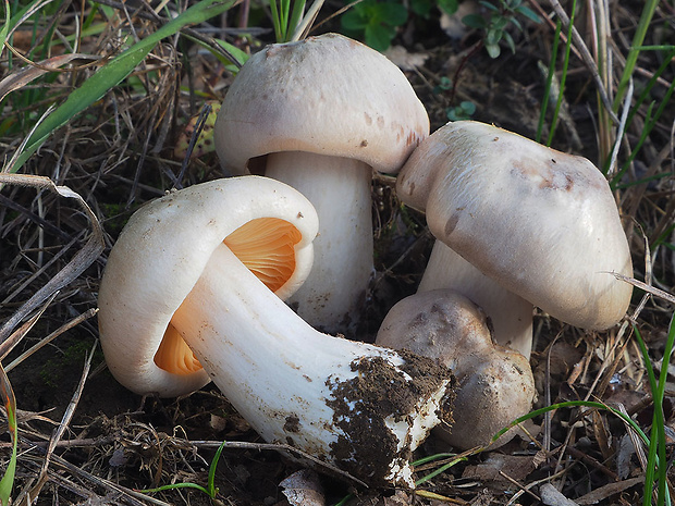 hodvábnica Moserova Entoloma moserianum Noordel.