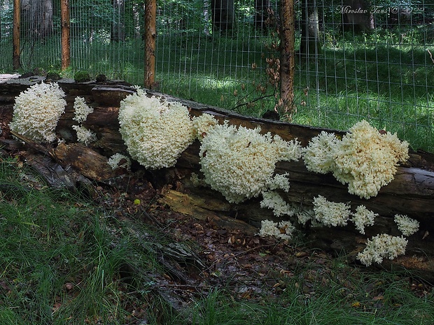 koralovec bukový Hericium coralloides (Scop.) Pers.