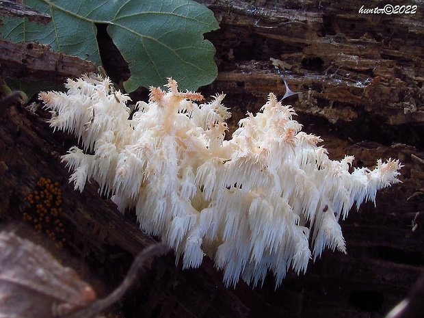 koralovec bukový Hericium coralloides (Scop.) Pers.