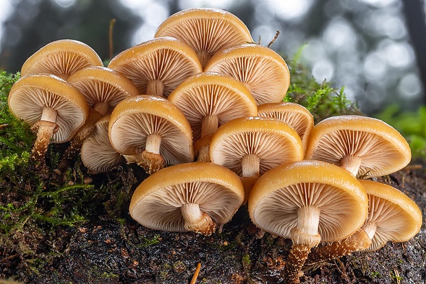 šupinačka menlivá Kuehneromyces mutabilis (Schaeff.) Singer & A.H. Sm.