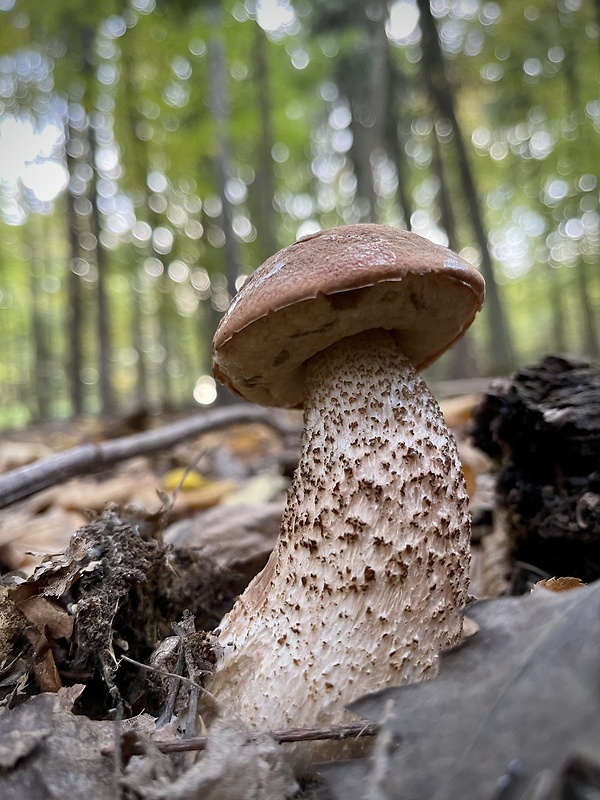 kozák osikový Leccinum albostipitatum den Bakker & Noordel.