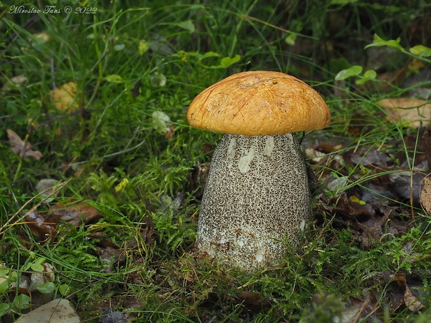 kozák žltooranžový Leccinum versipelle (Fr. & Hök) Snell