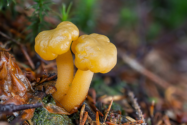 klincovka slizká Leotia lubrica (Scop.) Pers.