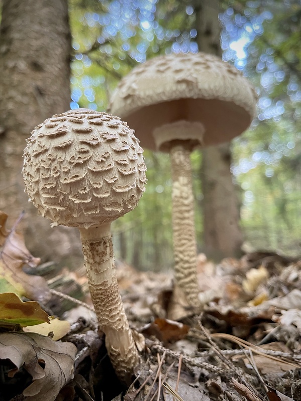 bedľa vysoká Macrolepiota procera (Scop.) Singer