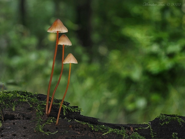 prilbička šafranová Mycena crocata (Schrad.) P. Kumm.