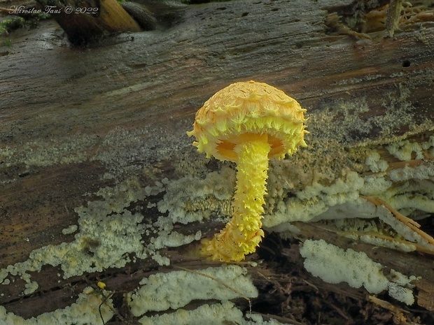 šupinovka ohnivá Pholiota flammans (Batsch) P. Kumm.