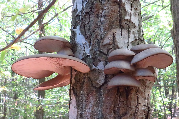 hliva ustricovitá Pleurotus ostreatus (Jacq.) P. Kumm.