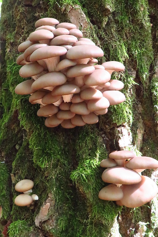 hliva ustricovitá Pleurotus ostreatus (Jacq.) P. Kumm.