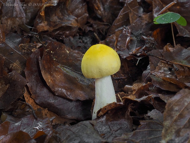 plávka slnečná Russula solaris Ferd. & Winge