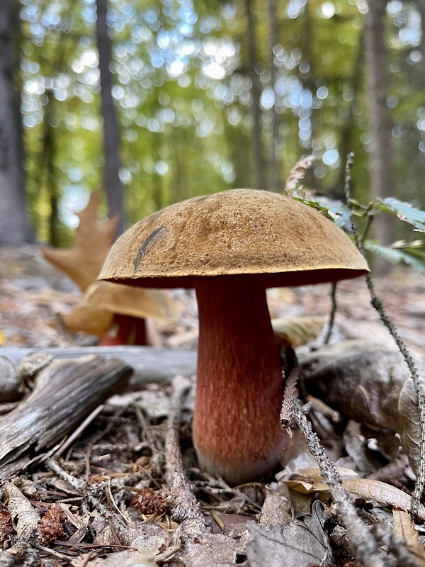 hríb zrnitohlúbikový Sutorius luridiformis (Rostk.) G. Wu & Zhu L. Yang