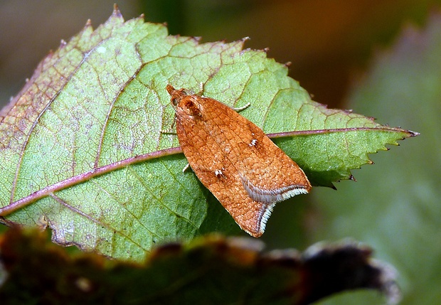 obaľovač hruškový Acleris rhombana