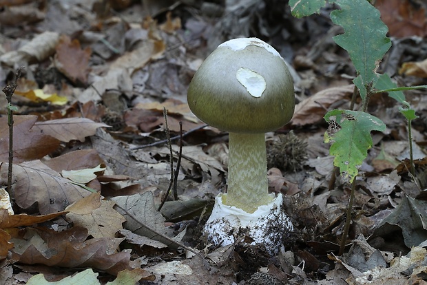 muchotrávka zelená Amanita phalloides (Vaill. ex Fr.) Link