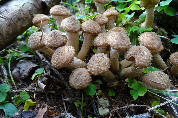 podpňovka obyčajná Armillaria mellea (Vahl) P. Kumm.