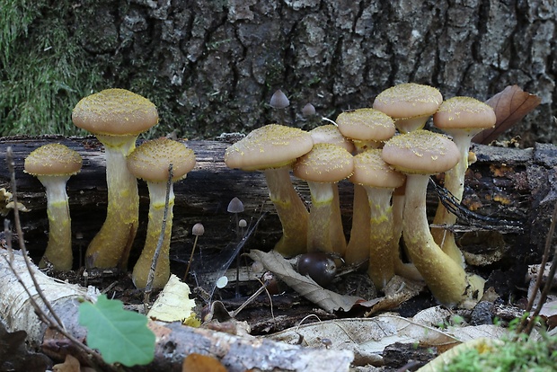 podpňovka obyčajná Armillaria mellea (Vahl) P. Kumm.