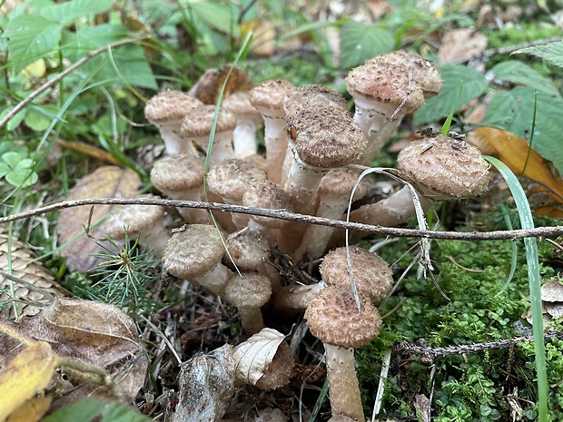 podpňovka Armillaria sp.