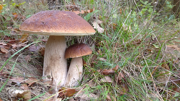 hríb smrekový Boletus edulis Bull.