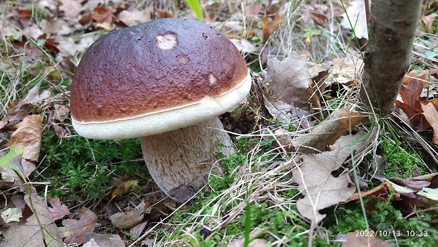 hríb smrekový Boletus edulis Bull.