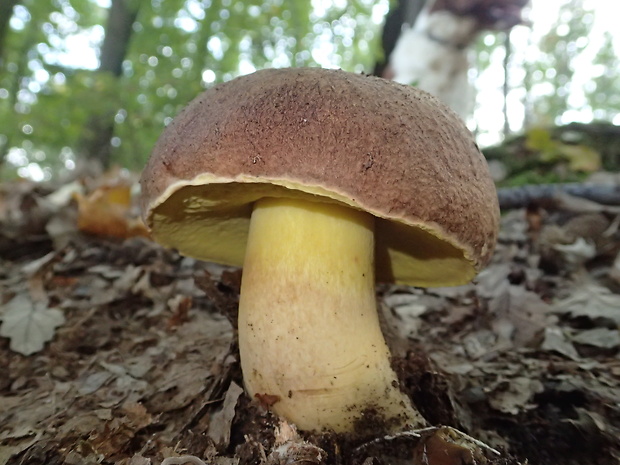 hríb príveskatý Butyriboletus appendiculatus (Schaeff. ex Fr.) Secr.