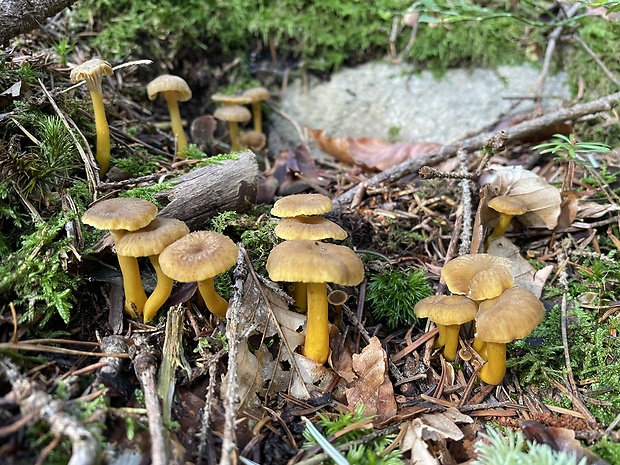 kuriatko žltohnedé Cantharellus lutescens Fr.