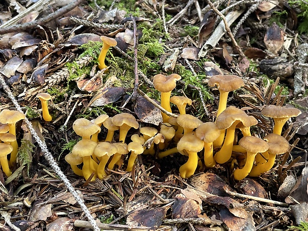 kuriatko žltohnedé Cantharellus lutescens Fr.