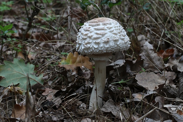 bedľa červenejúca záhradná Chlorophyllum brunneum (Farl. & Burt) Vellinga