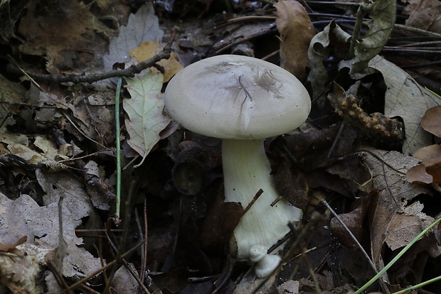 strmuľka inovaťová Clitocybe nebularis (Batsch) P. Kumm.