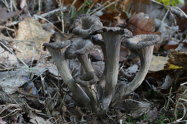 lievik trúbkovitý Craterellus cornucopioides (L.) Pers.