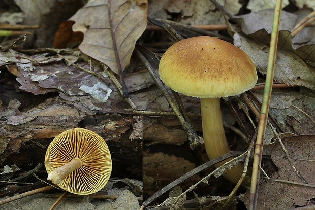 šupinovec nevoňavý Gymnopilus penetrans (Fr.) Murrill