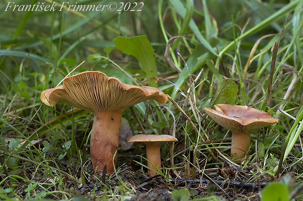 rýdzik hrdzavý Lactarius fulvissimus Romagn.