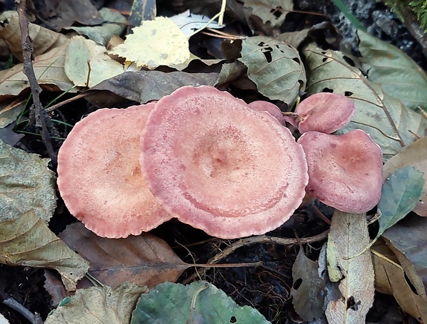 rýdzik fialovkastý Lactarius lilacinus (Lasch) Fr.