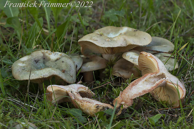 rýdzik oranžovokrvavý Lactarius semisanguifluus R. Heim & Leclair