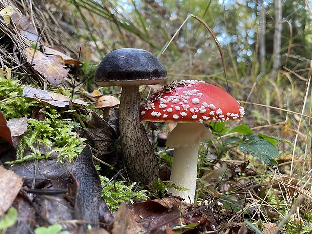 kozák čierny Leccinum melaneum (Smotl.) Pilát & Dermek