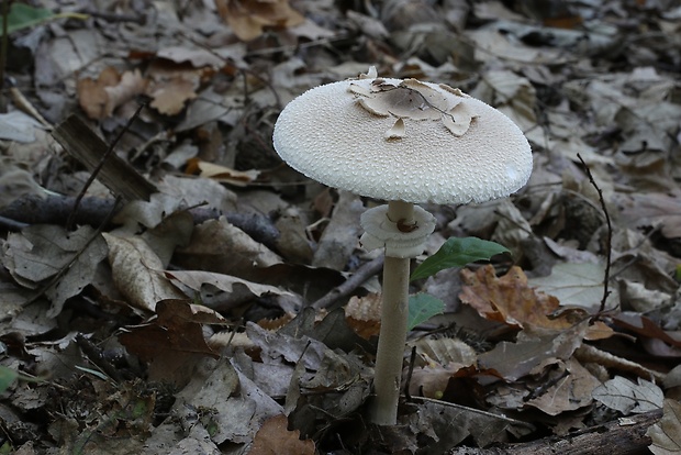 bedľa Konradova Macrolepiota konradii (Huijsman ex P.D. Orton) M.M. Moser