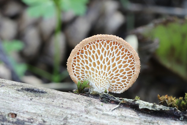 trúdnik veľkopórový Neofavolus alveolaris (DC.) Sotome & T. Hatt.