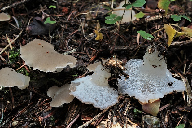 pajelenka želatínová Pseudohydnum gelatinosum (Scop.) P. Karst.