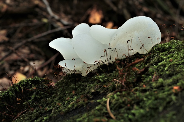 pajelenka želatínová Pseudohydnum gelatinosum (Scop.) P. Karst.