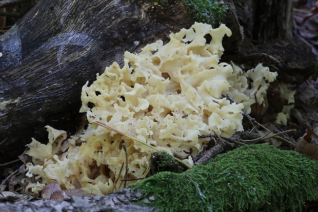 kučierka veľká Sparassis crispa (Wulfen) Fr.