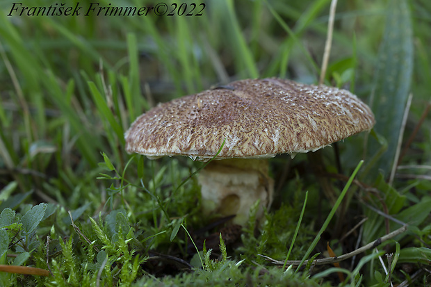 masliak duglaskový Suillus lakei (Murrill) A.H. Sm. & Thiers