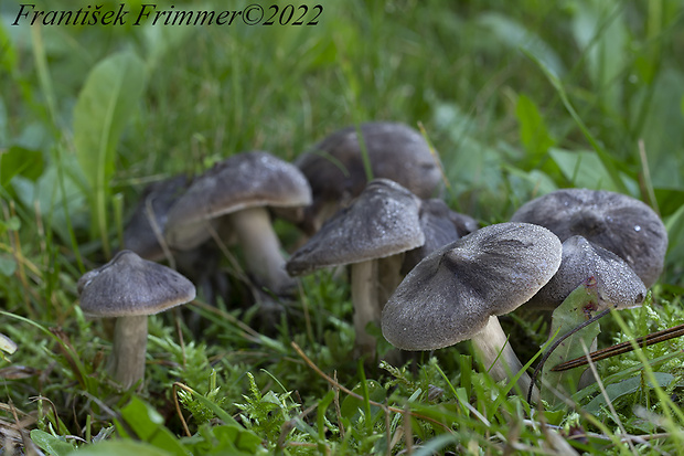 čírovka zemná Tricholoma terreum (Schaeff.) P. Kumm.