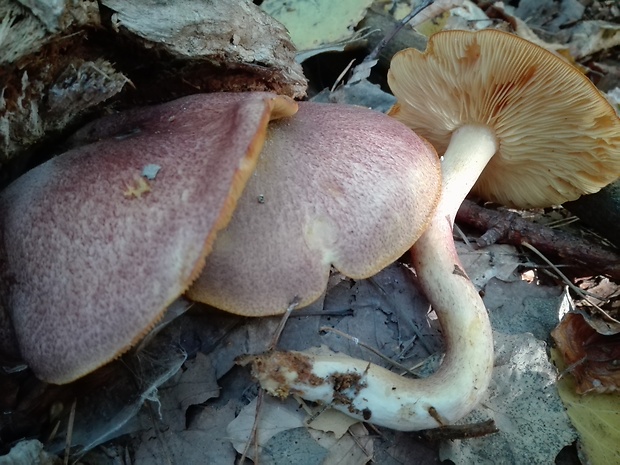 čírovec červenožltý Tricholomopsis rutilans (Schaeff.) Singer